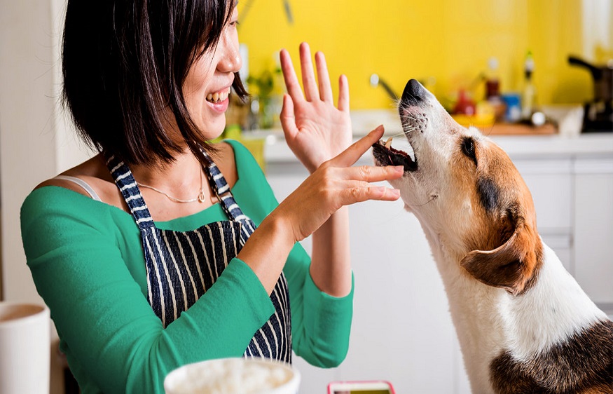 CBD dog treats for their health 